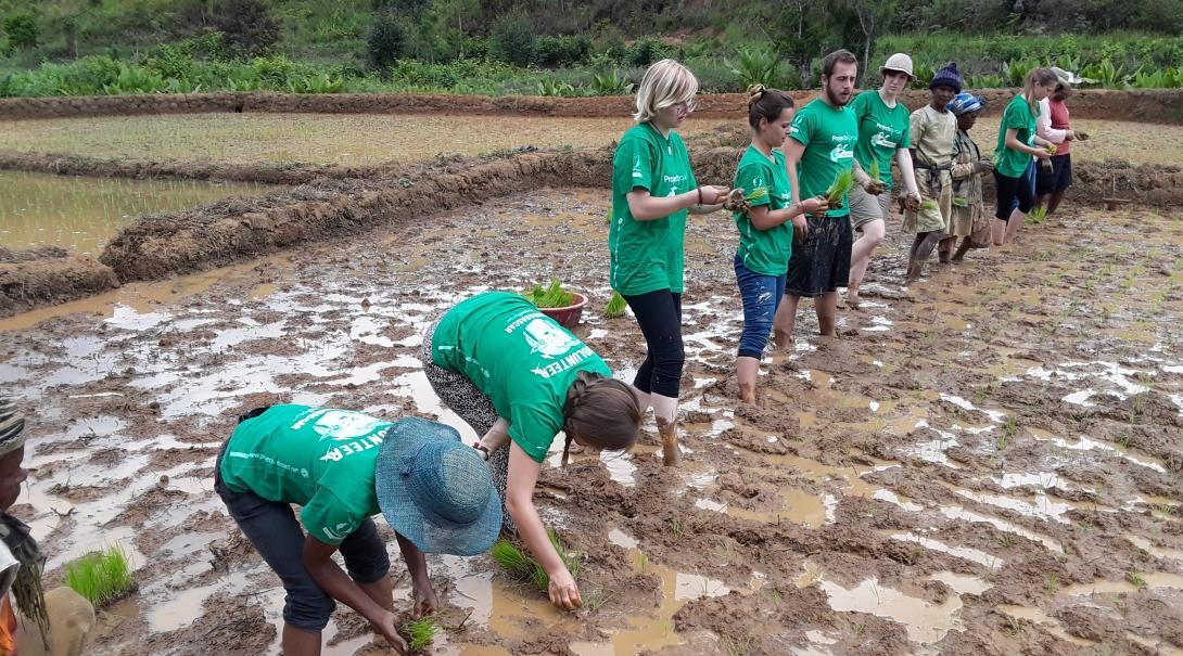 Volunteers help with planting rice on Projects Abroad's Conservation placement in Madagascar for high school students High school student volunteers help local farmers plant rice and promote rainforest conservation in Madagascar